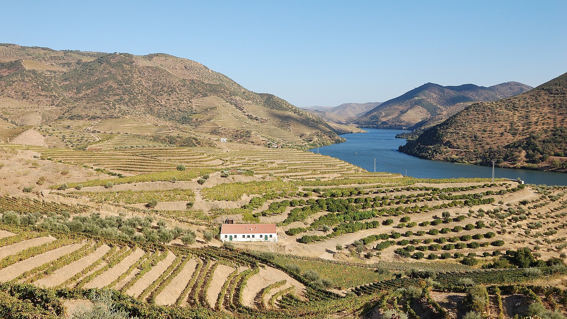 Vinhas em socalcos no Vale do Douro