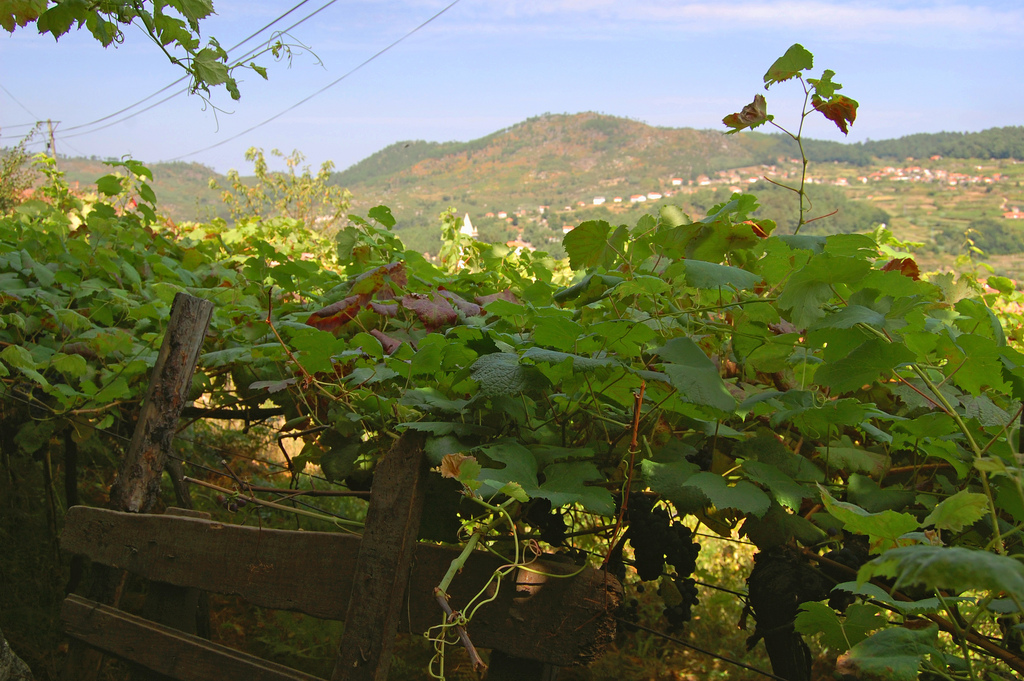 Vinhas de Vinho Verde no Minho