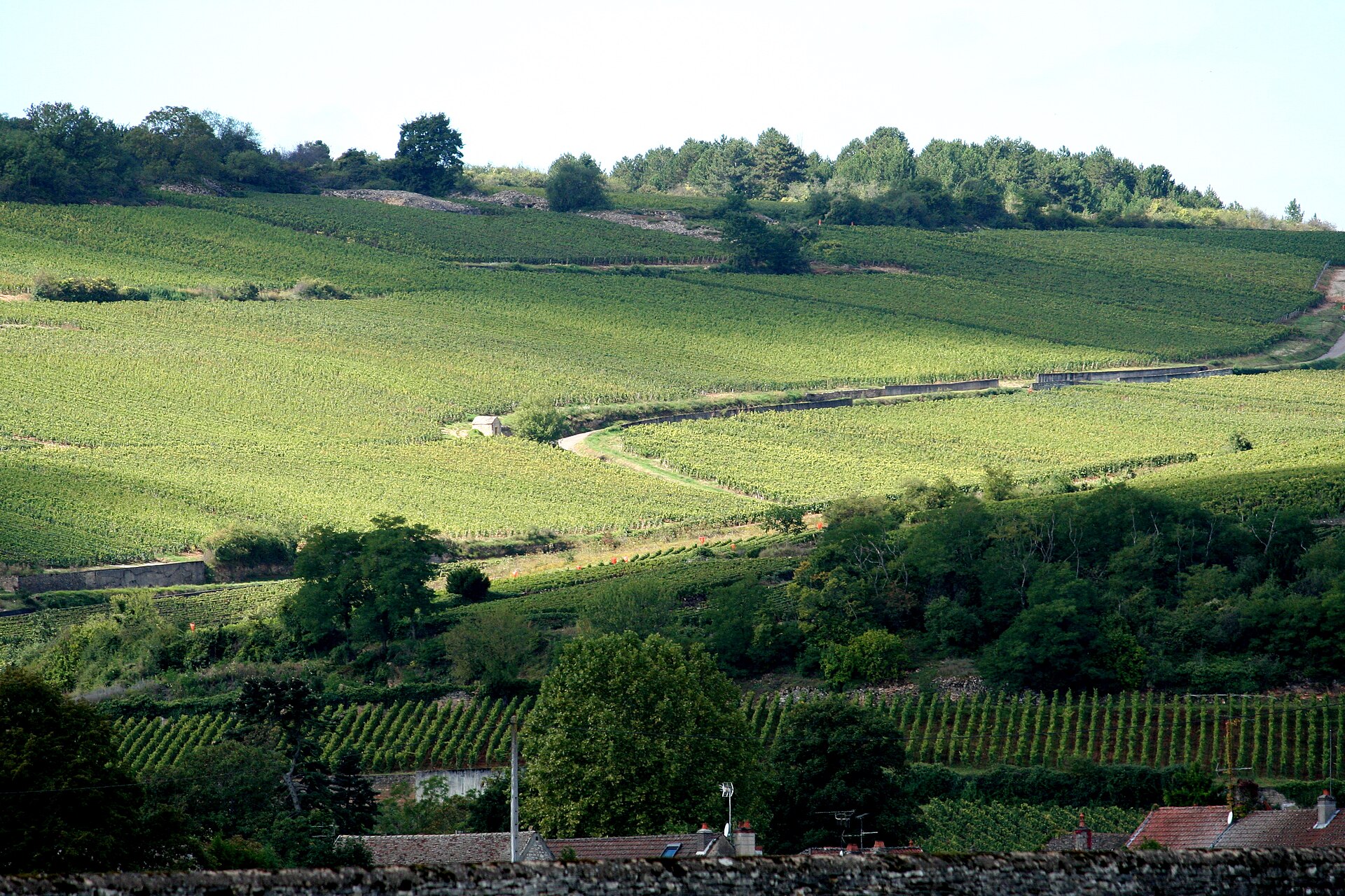 Vinhedos da Côte de Beaune, na Borgonha