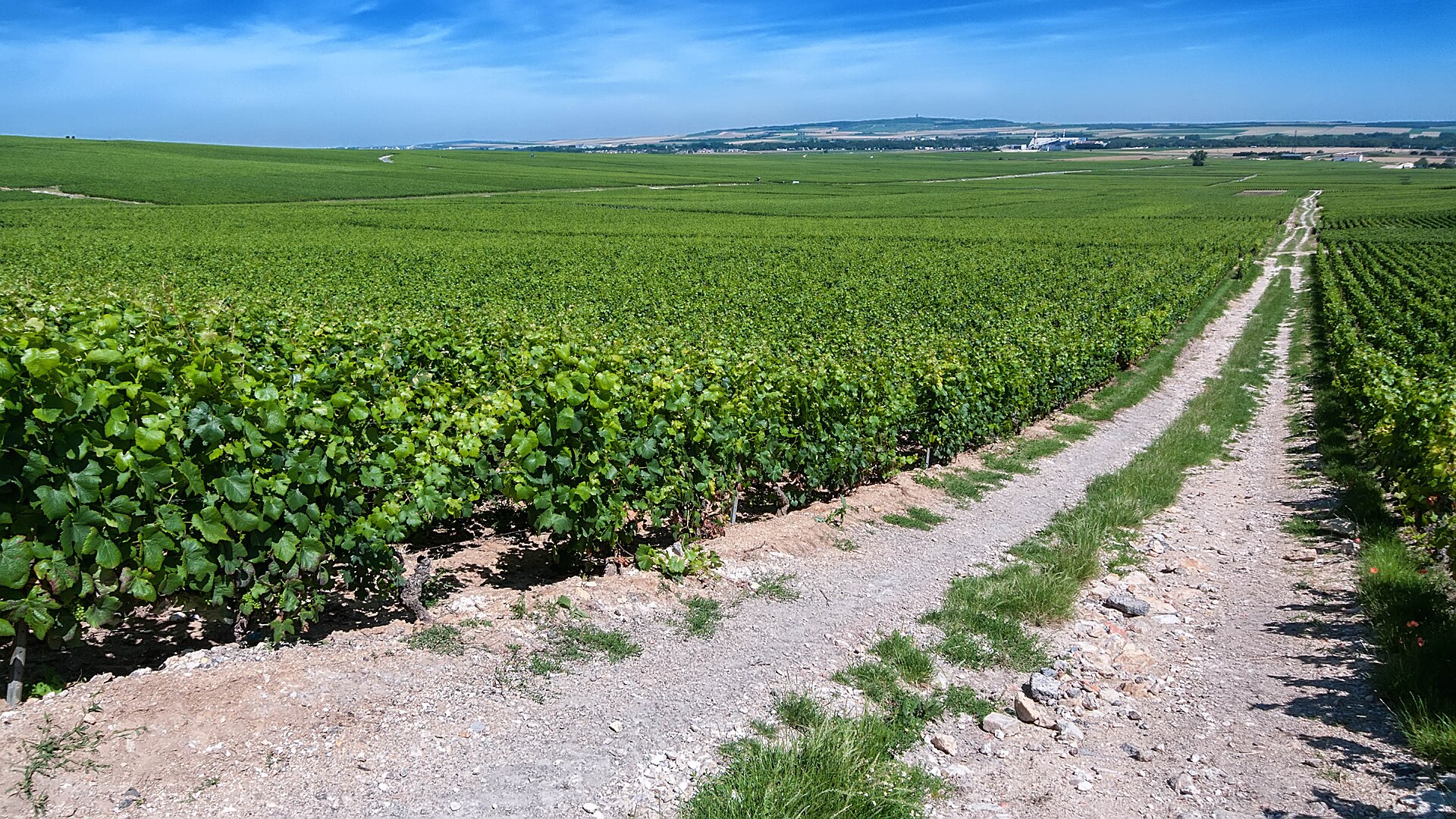 Vinhedos em Verzenay, na Champagne