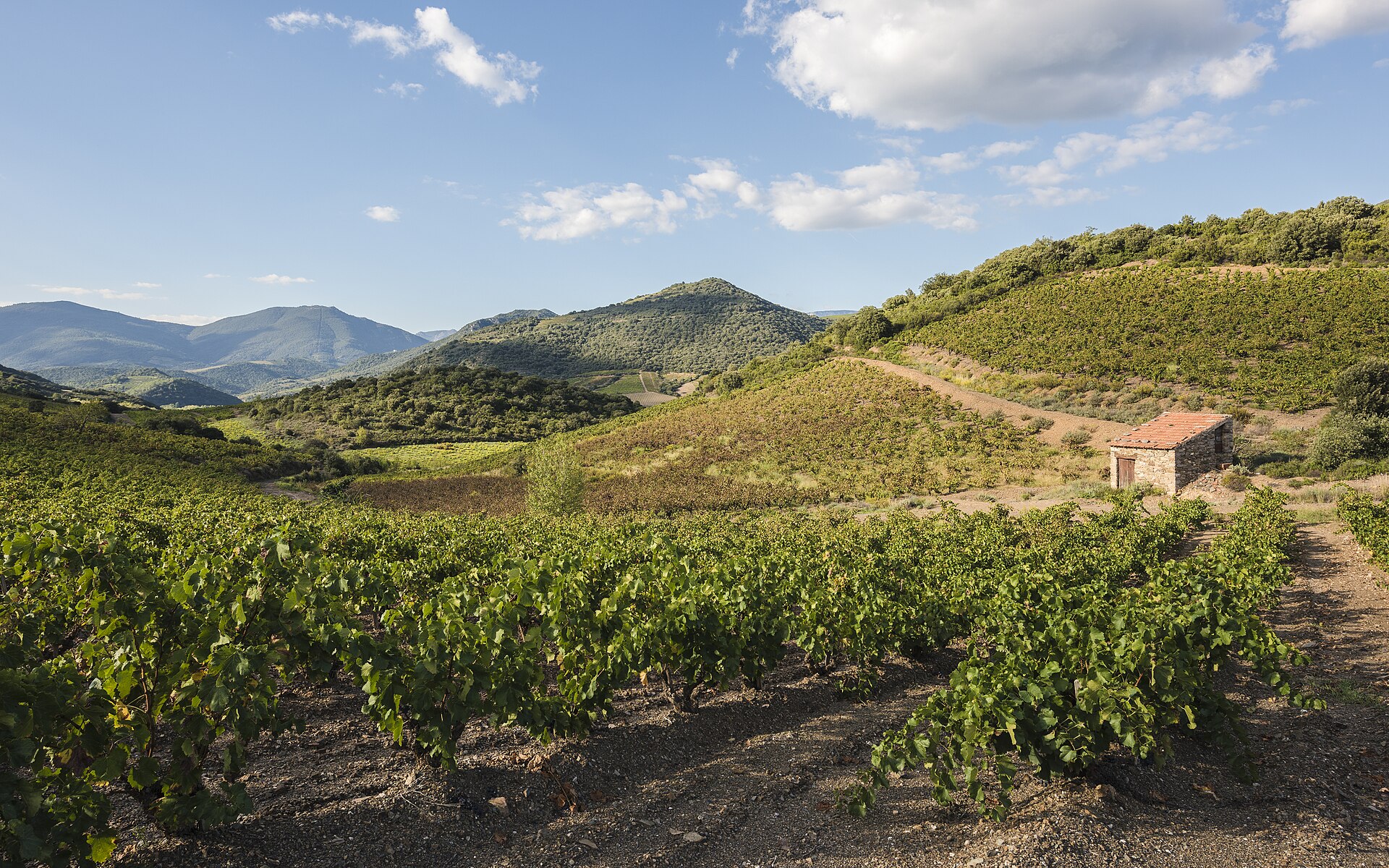 Colinas e vinhas em Roquebrun, no Languedoc
