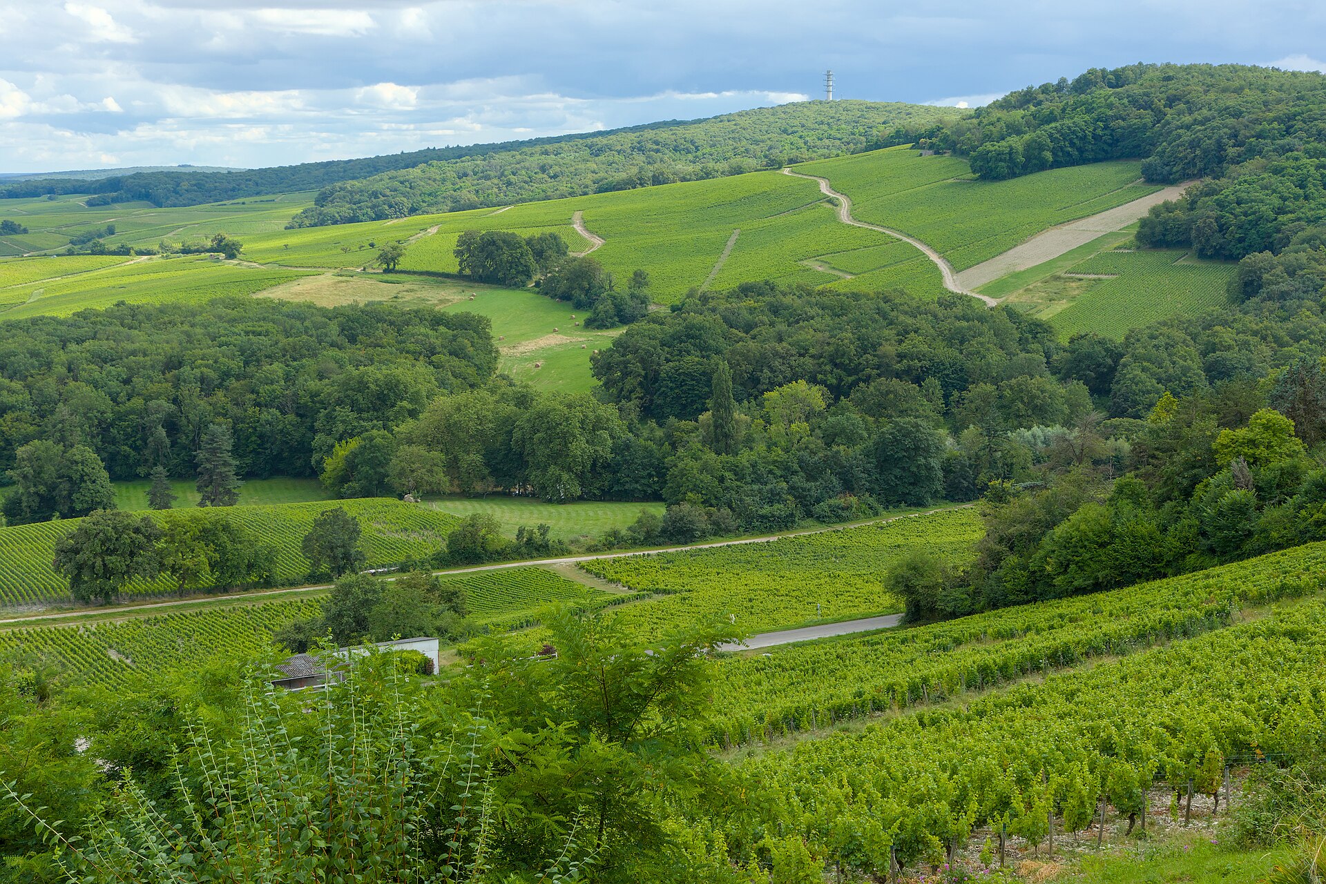 Vista dos vinhedos de Sancerre, no Vale do Loire