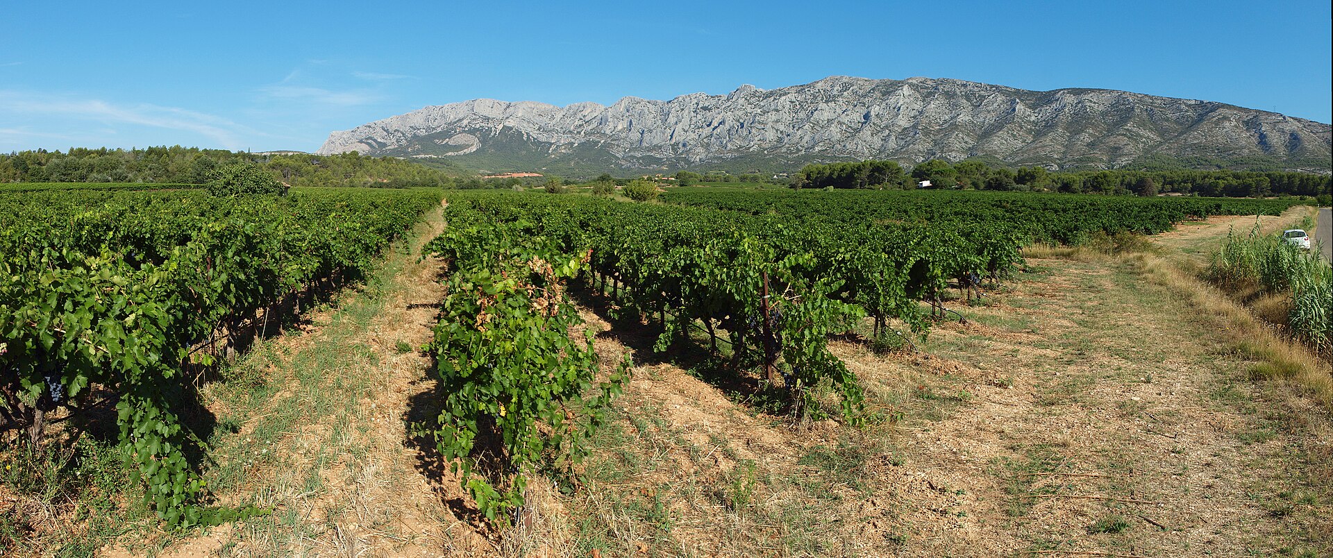 Vinhas em Puyloubier, com a Montagne Sainte-Victoire ao fundo, na Provence