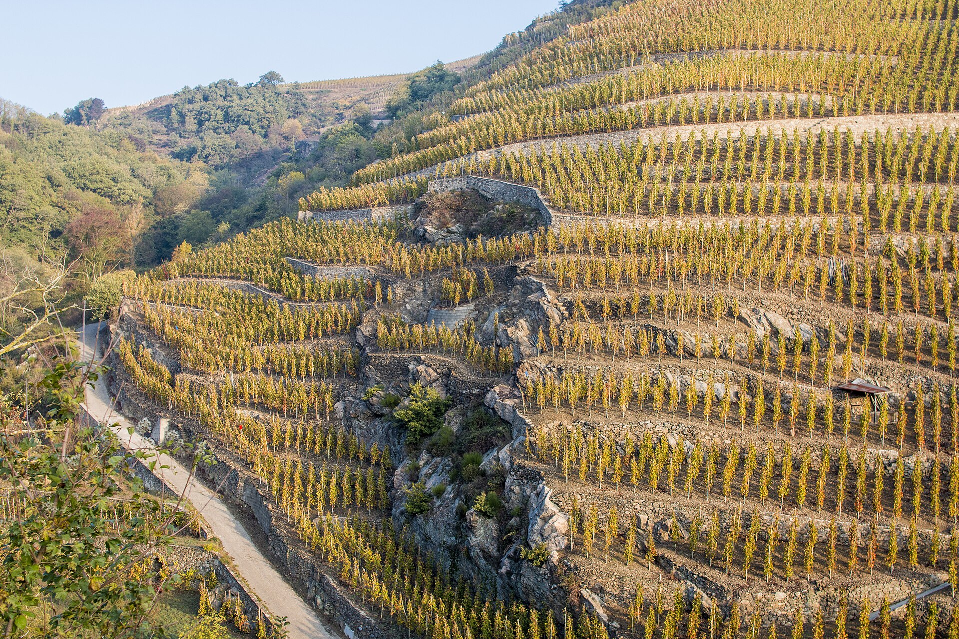 Vinhedos em socalcos da Côte-Rôtie, no Rhône Norte